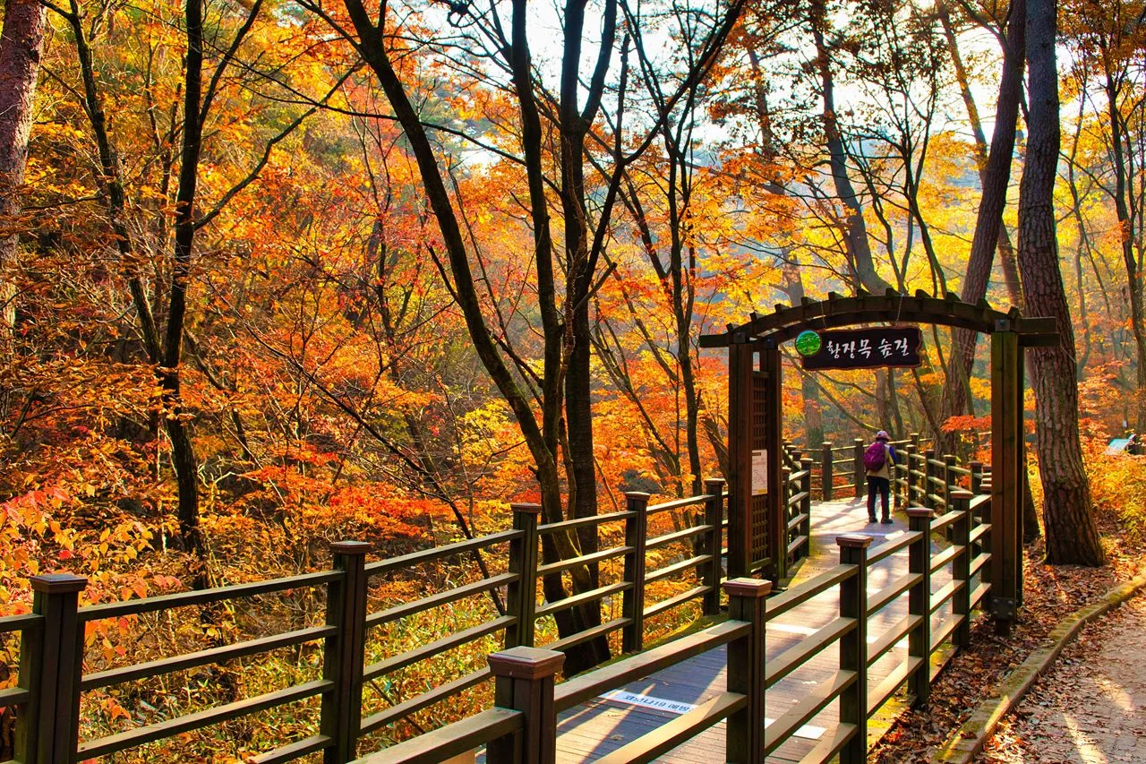 치악산 구룡사 입구 단풍 사진, 많이 물듦, 구룡사 길