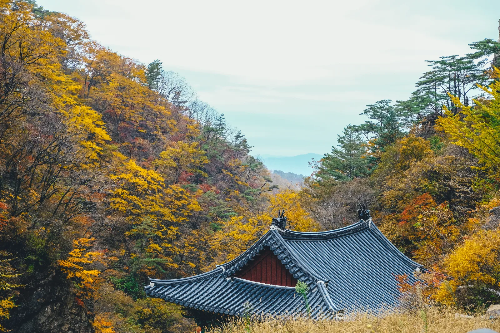 치악산 구룡사 입구 단풍 사진, 많이 물듦