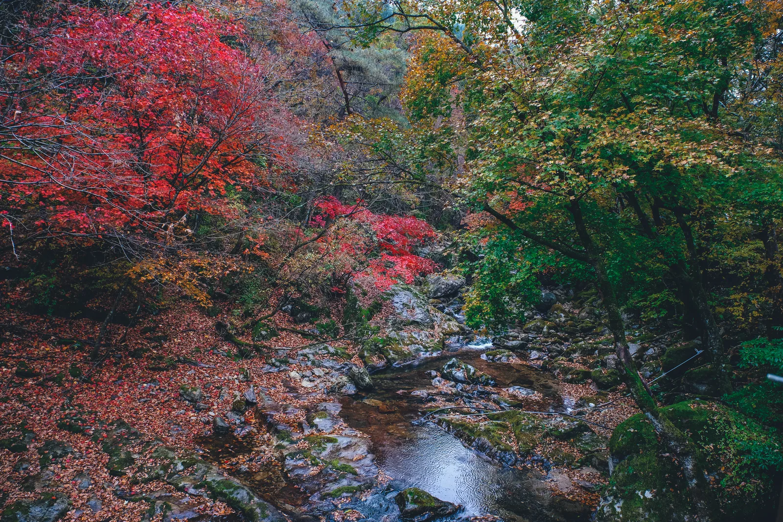 치악산 구룡사 입구 단풍 사진, 많이 물듦