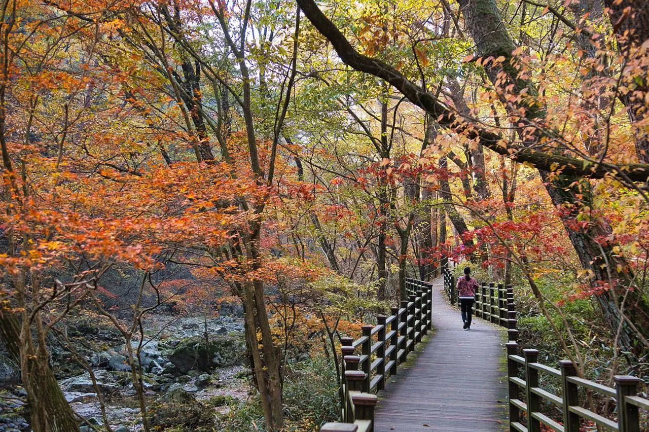치악산 구룡사 입구 단풍 사진, 많이 물듦