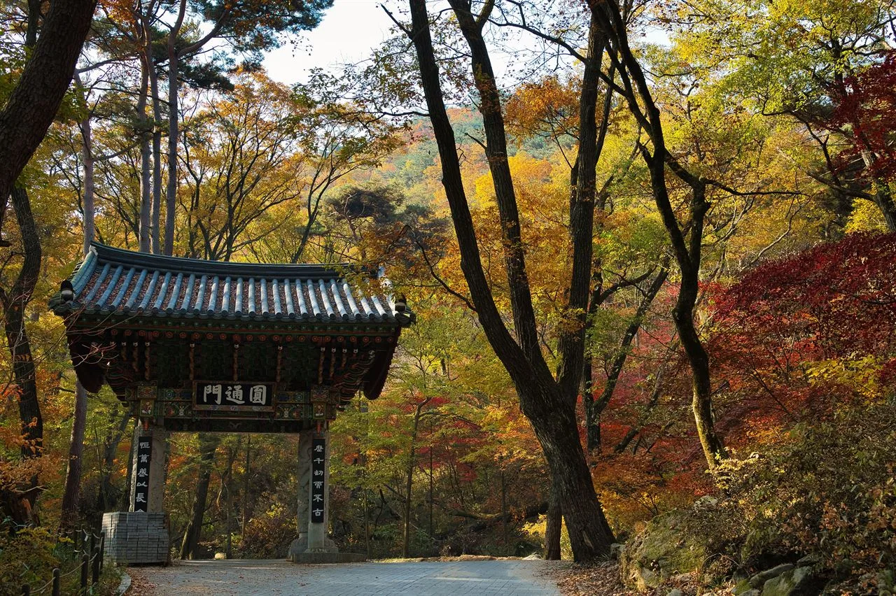 치악산 구룡사 입구 단풍 사진, 많이 물듦, 구룡사 길