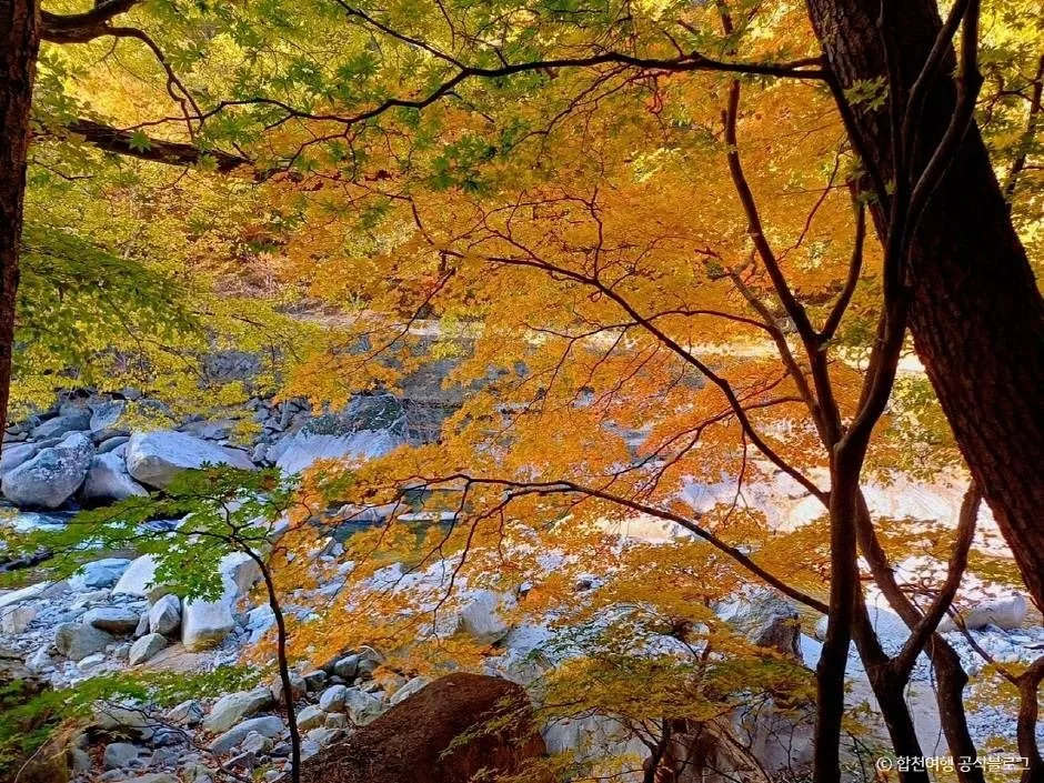 가야산 해인사 입구 단풍 사진, 많이 물듦, 해인사 소리길