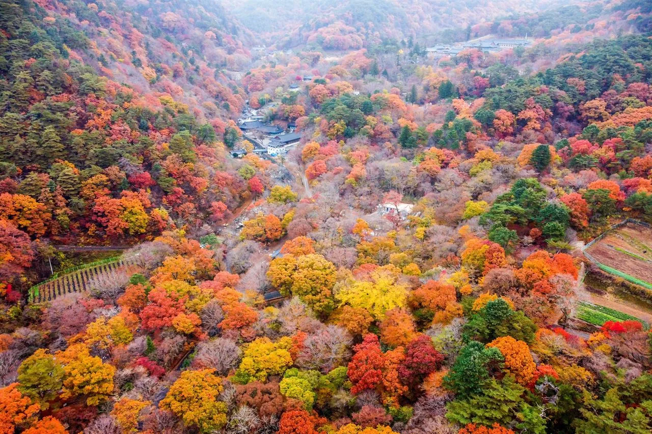 가야산 해인사 입구 단풍 사진, 많이 물듦