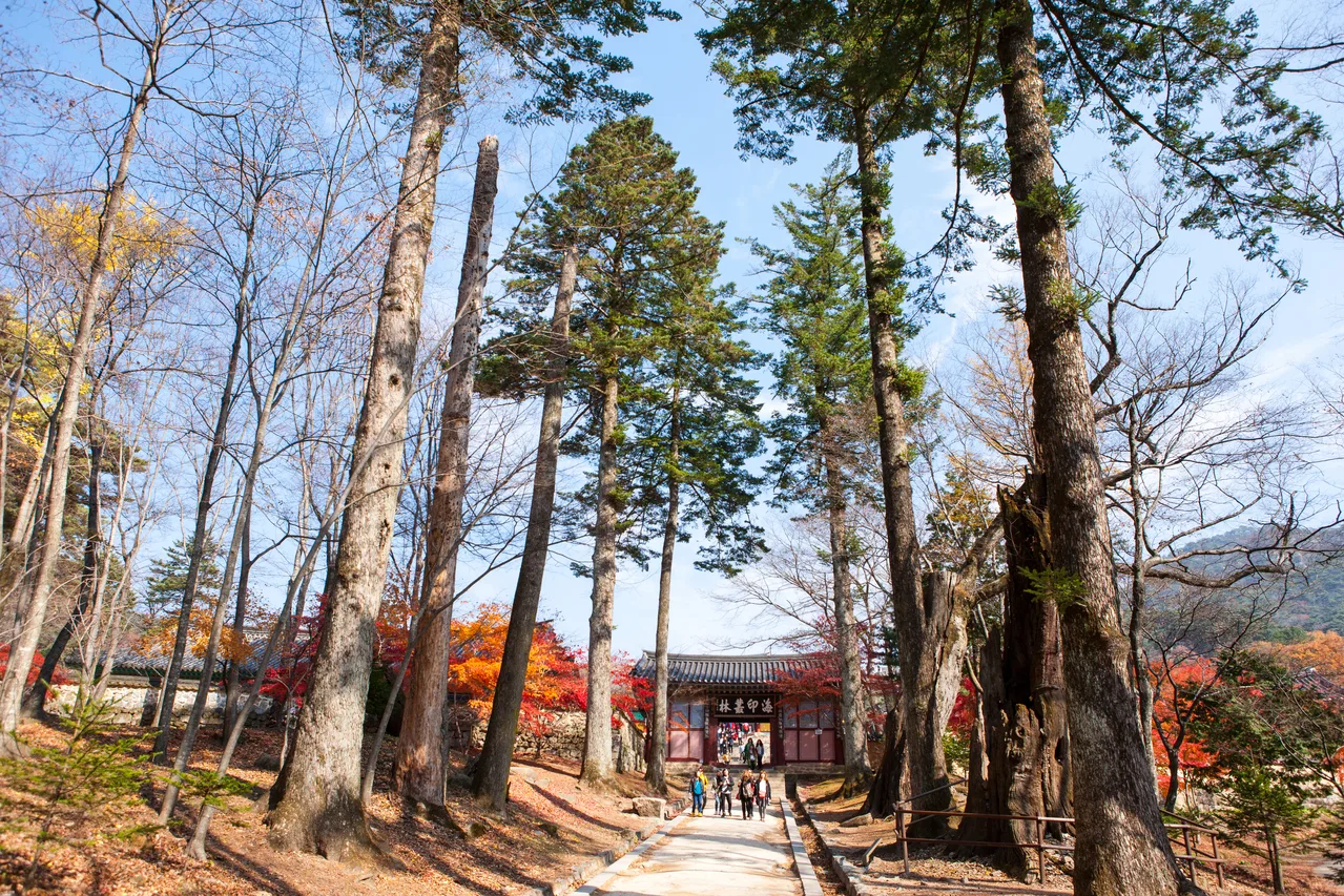 가야산 해인사 입구 단풍 사진, 많이 물듦, 해인사 · 원당암