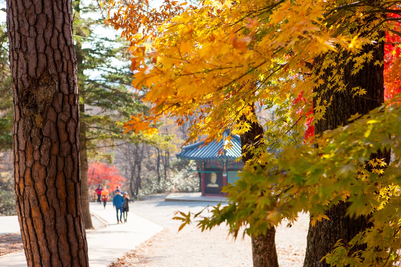 가야산 해인사 입구 단풍 사진, 많이 물듦