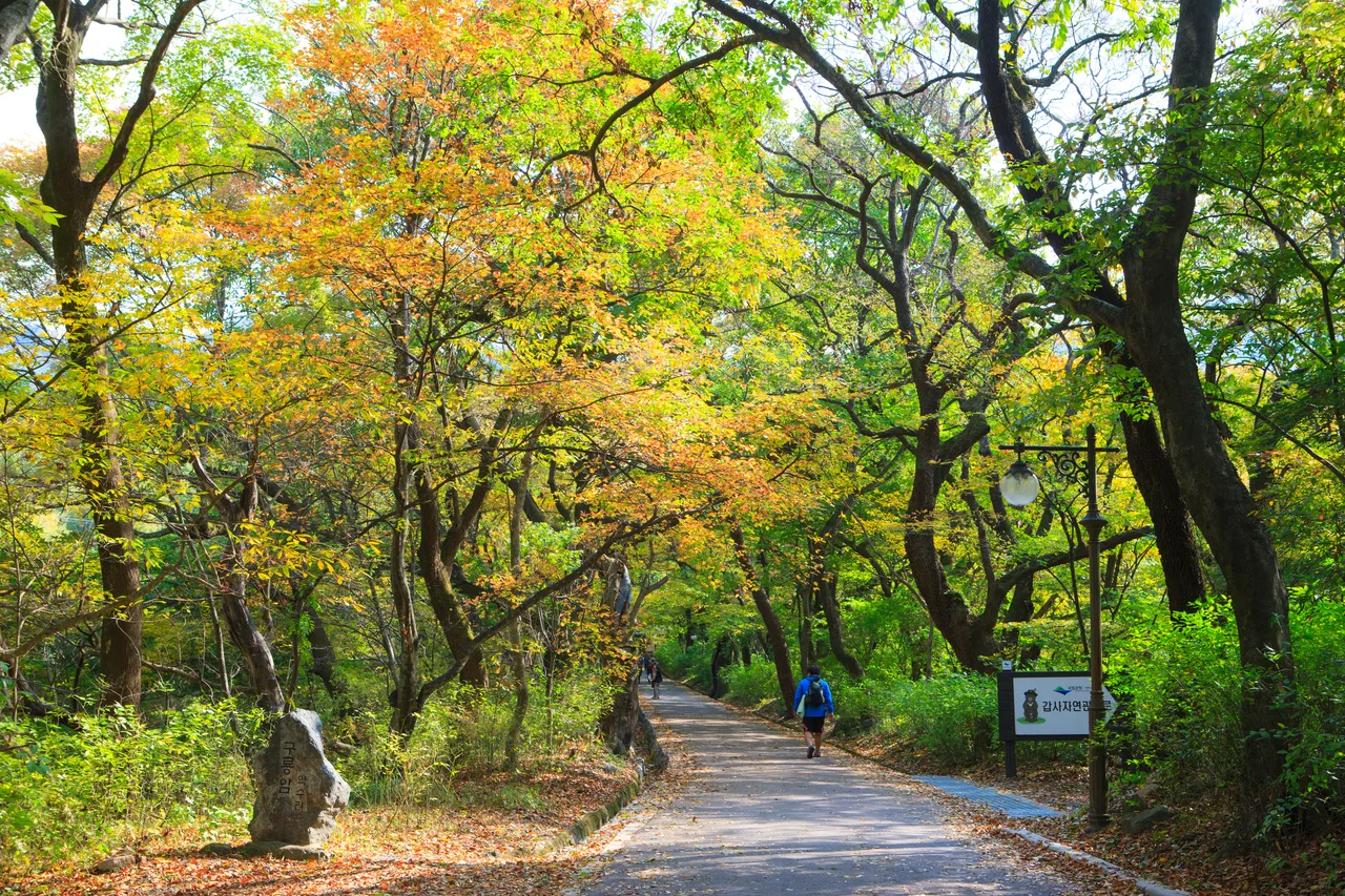 계룡산 동학사 입구 단풍 사진, 물들기 시작, 갑사 넘어가는 길