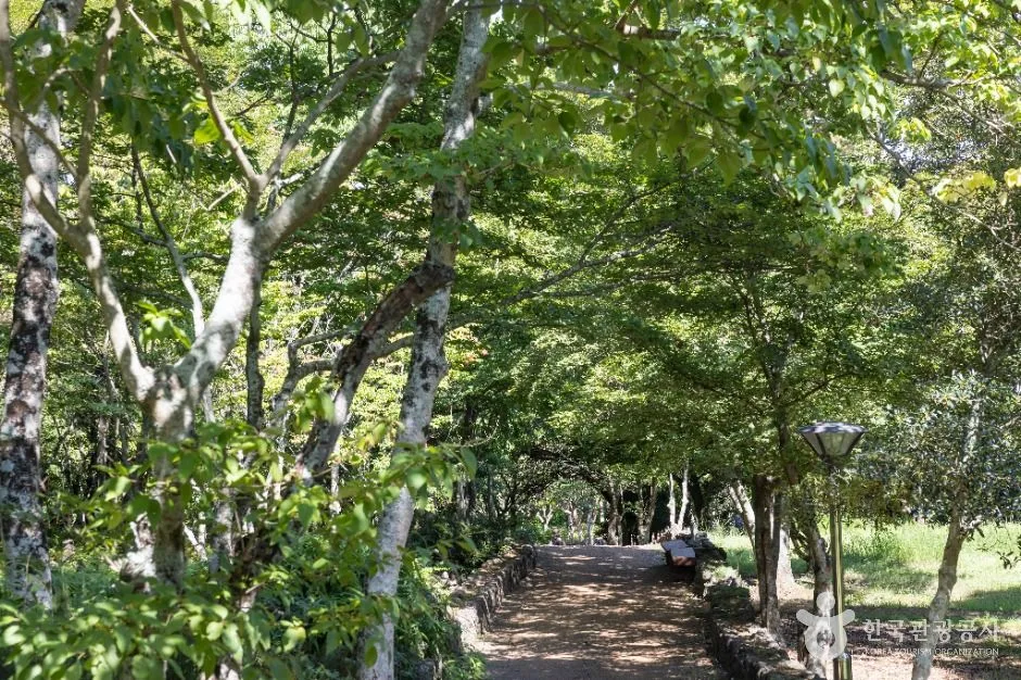 한라수목원 단풍 사진, 아직 초록