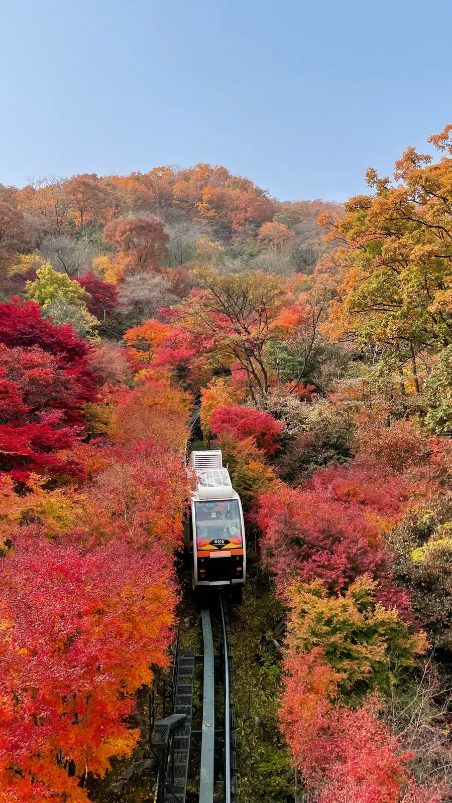 화담숲 단풍 사진, 많이 물듦, 단풍 숲길 (모노레일)