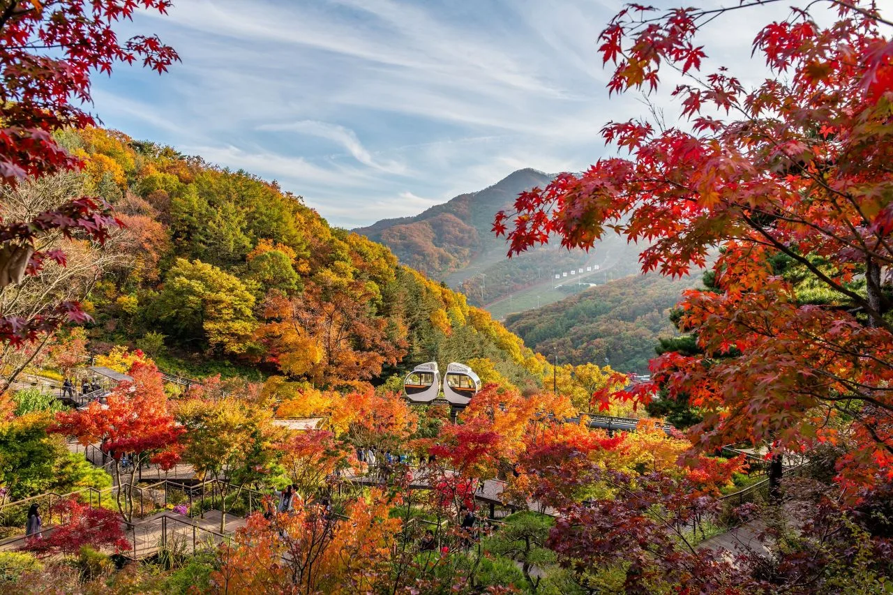 화담숲 단풍 사진, 많이 물듦