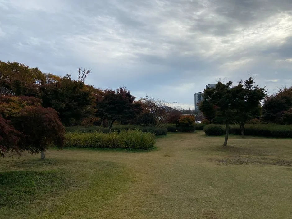 황룡강생태공원 단풍 사진, 물들기 시작, 황룡강 둔치 산책로 (노란꽃잔치 구간)
