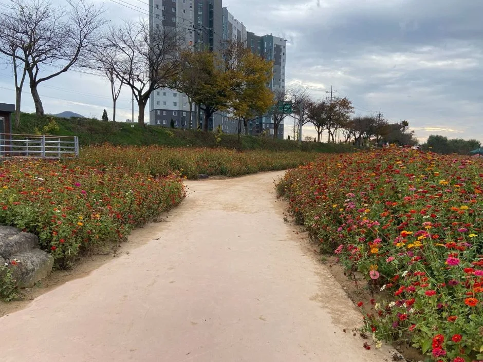 황룡강생태공원 단풍 사진, 많이 물듦, 황룡강 둔치 산책로 (노란꽃잔치 구간)