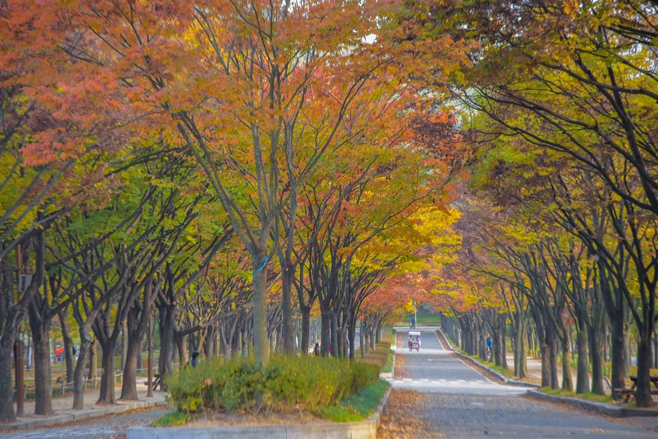 인천대공원 단풍 사진, 많이 물듦