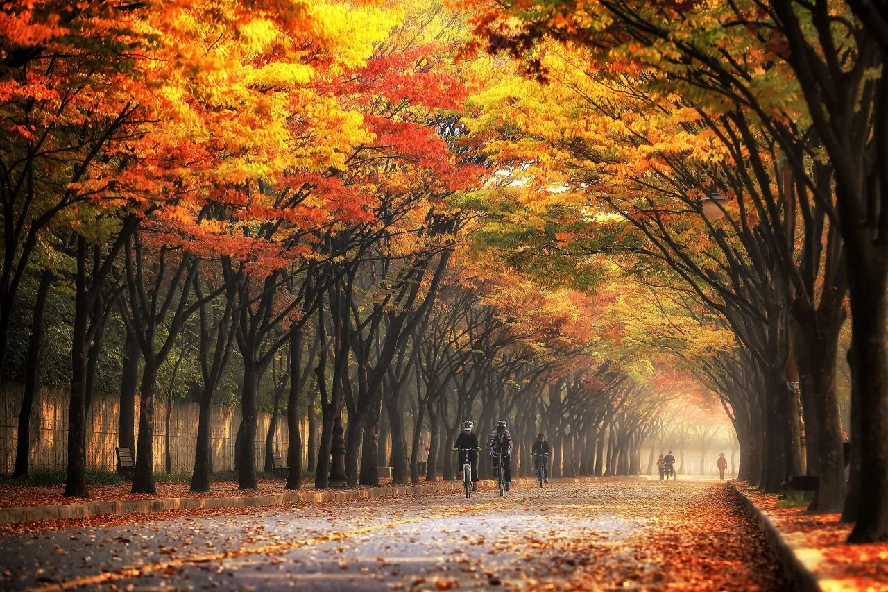 인천대공원 단풍 사진, 많이 물듦