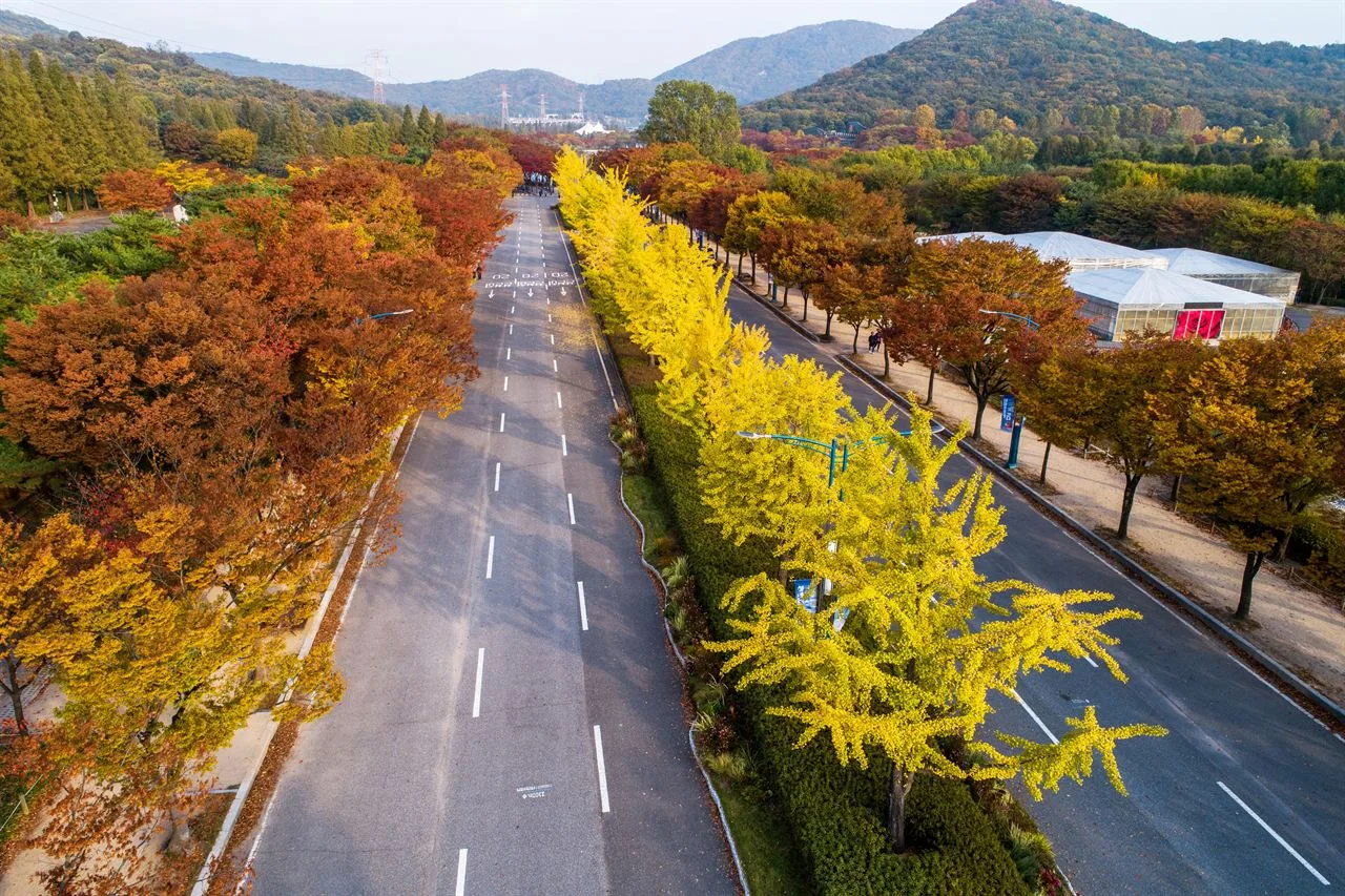 인천대공원 단풍 사진, 많이 물듦