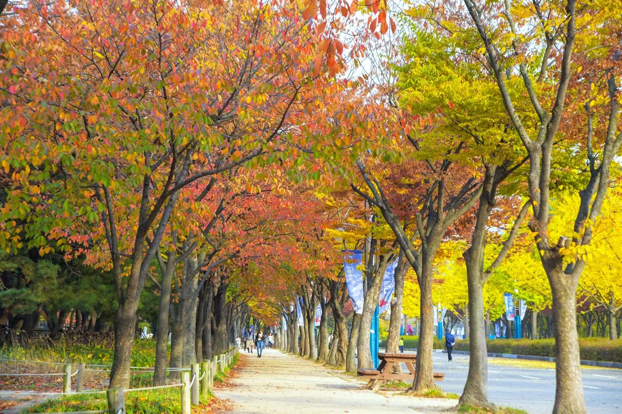 인천대공원 단풍 사진, 많이 물듦