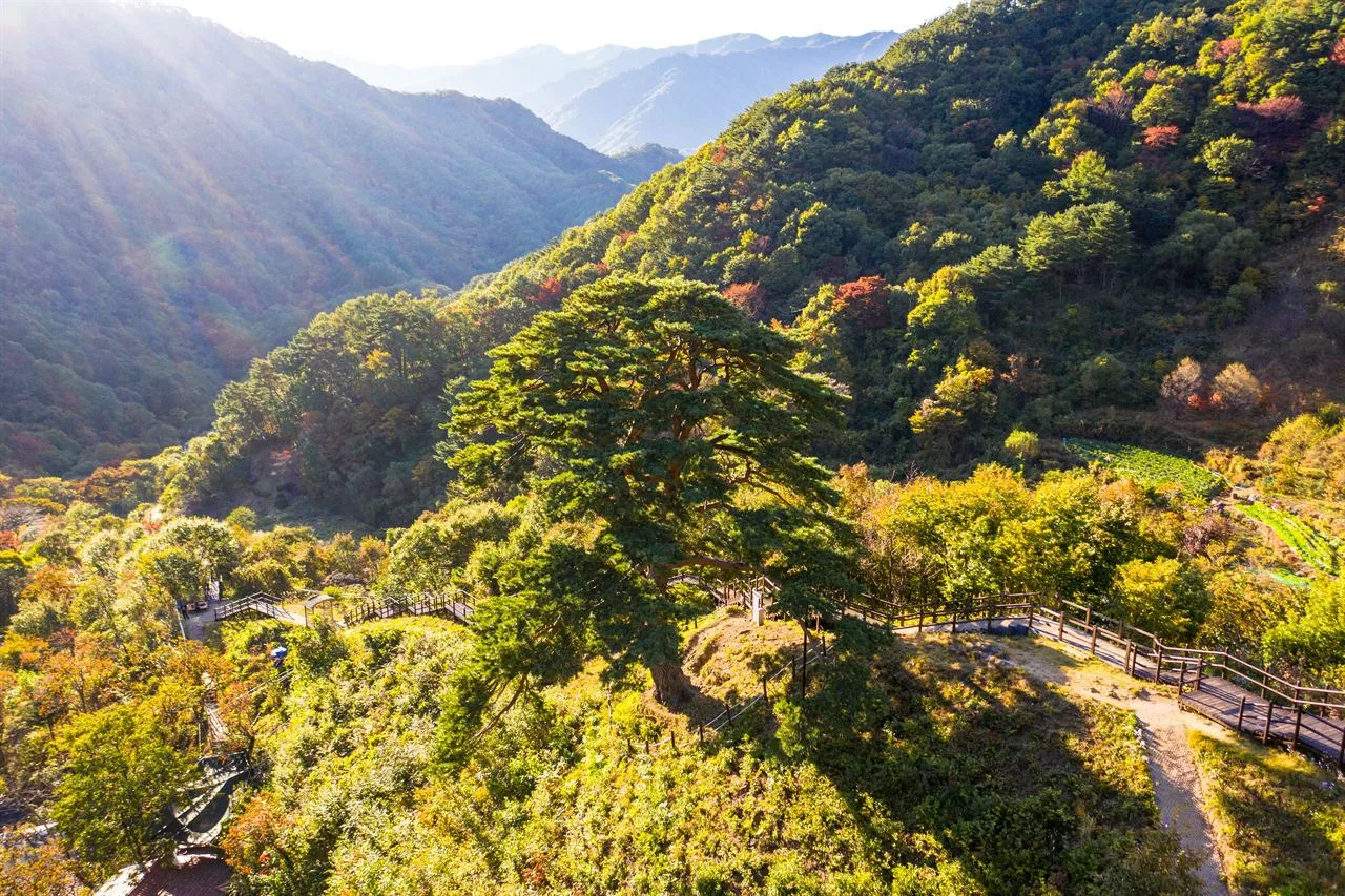 지리산 뱀사골 단풍 사진, 물들기 시작, 와운마을 천년송 길