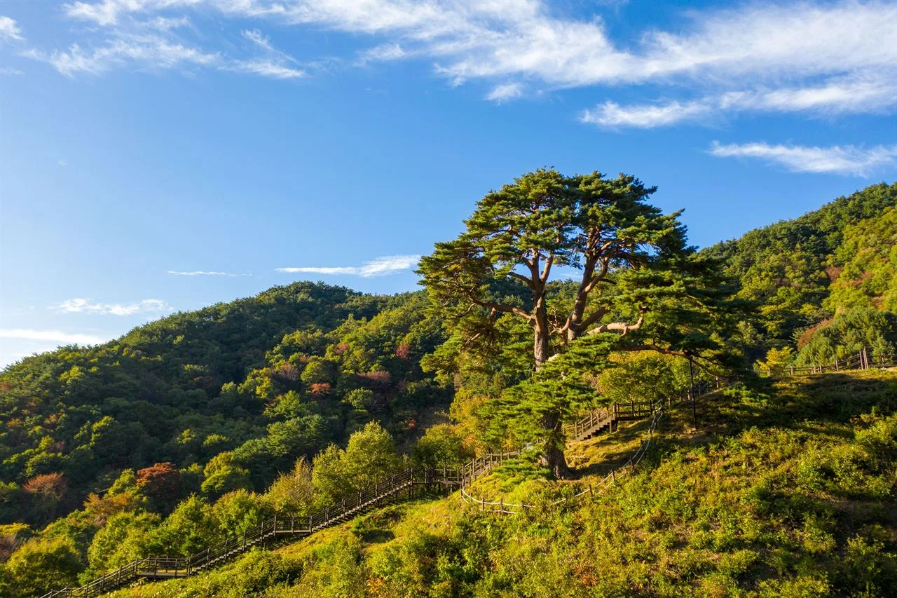 지리산 뱀사골 단풍 사진, 물들기 시작, 와운마을 천년송 길