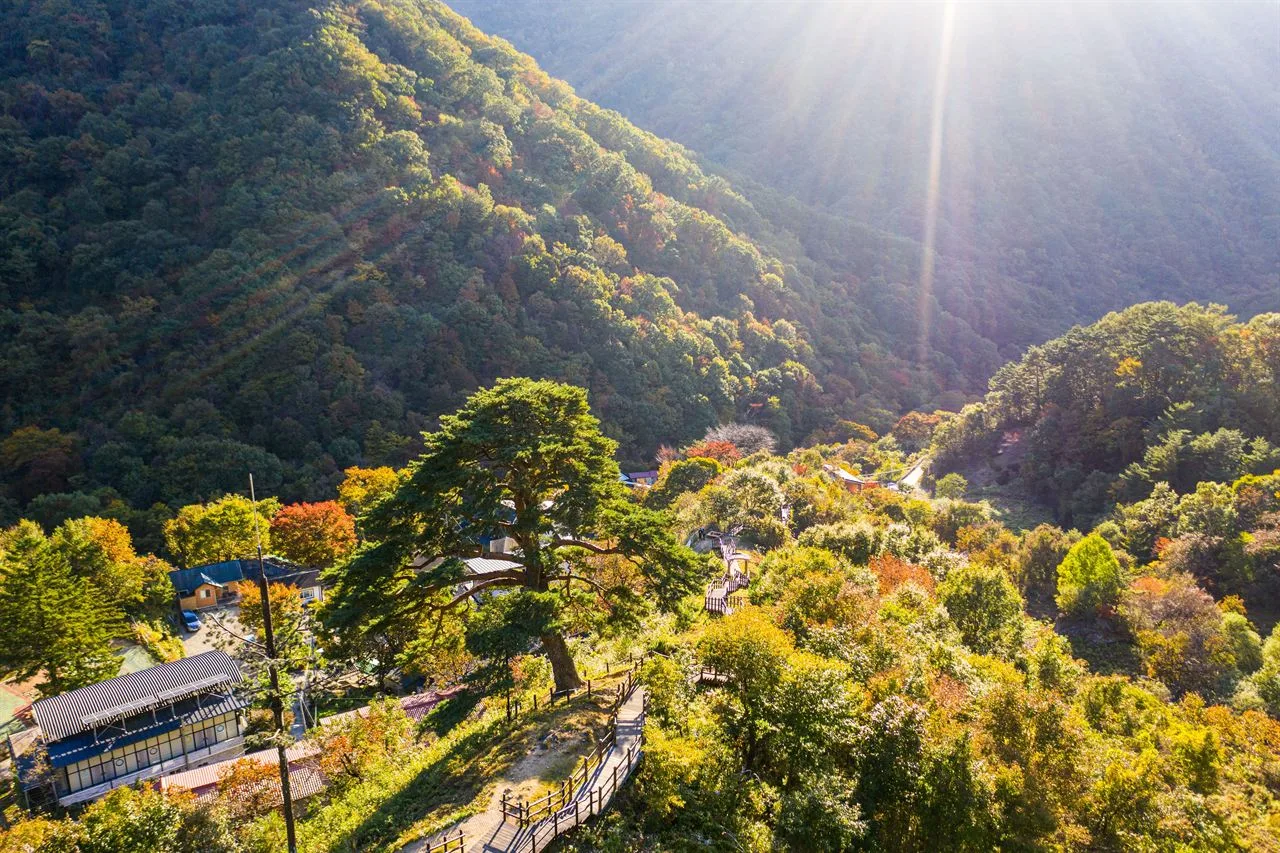 지리산 뱀사골 단풍 사진, 물들기 시작, 와운마을 천년송 길