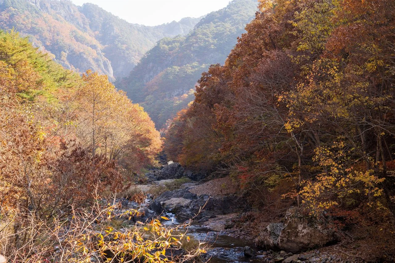 주왕산 대전사 입구 단풍 사진, 많이 물듦