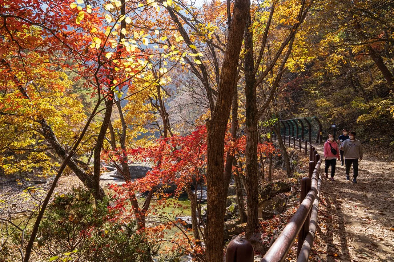주왕산 대전사 입구 단풍 사진, 많이 물듦