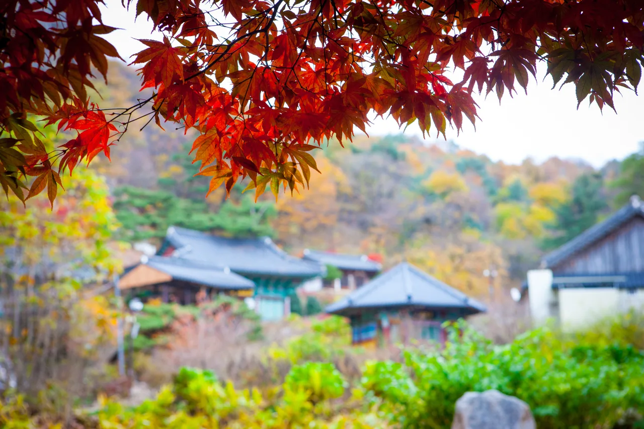 마이산도립공원 (탑사) 단풍 사진, 많이 물듦