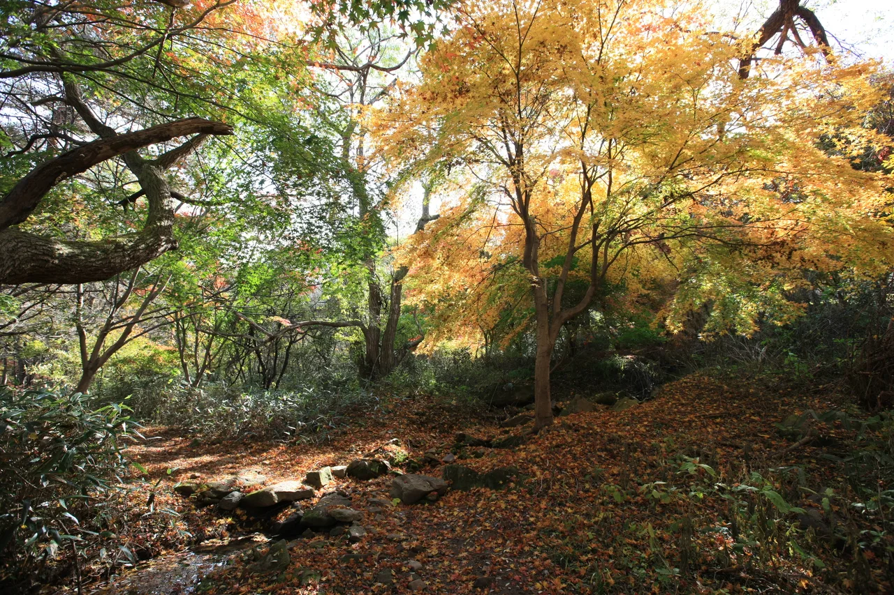 무등산 증심사 입구 단풍 사진, 많이 물듦, 원효사 · 무등산 옛길