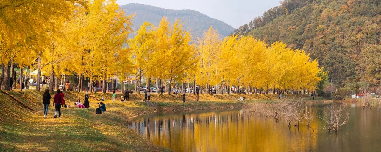문광저수지 은행나무길 단풍 사진, 많이 물듦, 은행나무길 · 저수지 둘레