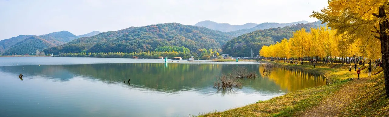 문광저수지 은행나무길 단풍 사진, 많이 물듦, 은행나무길 · 저수지 둘레