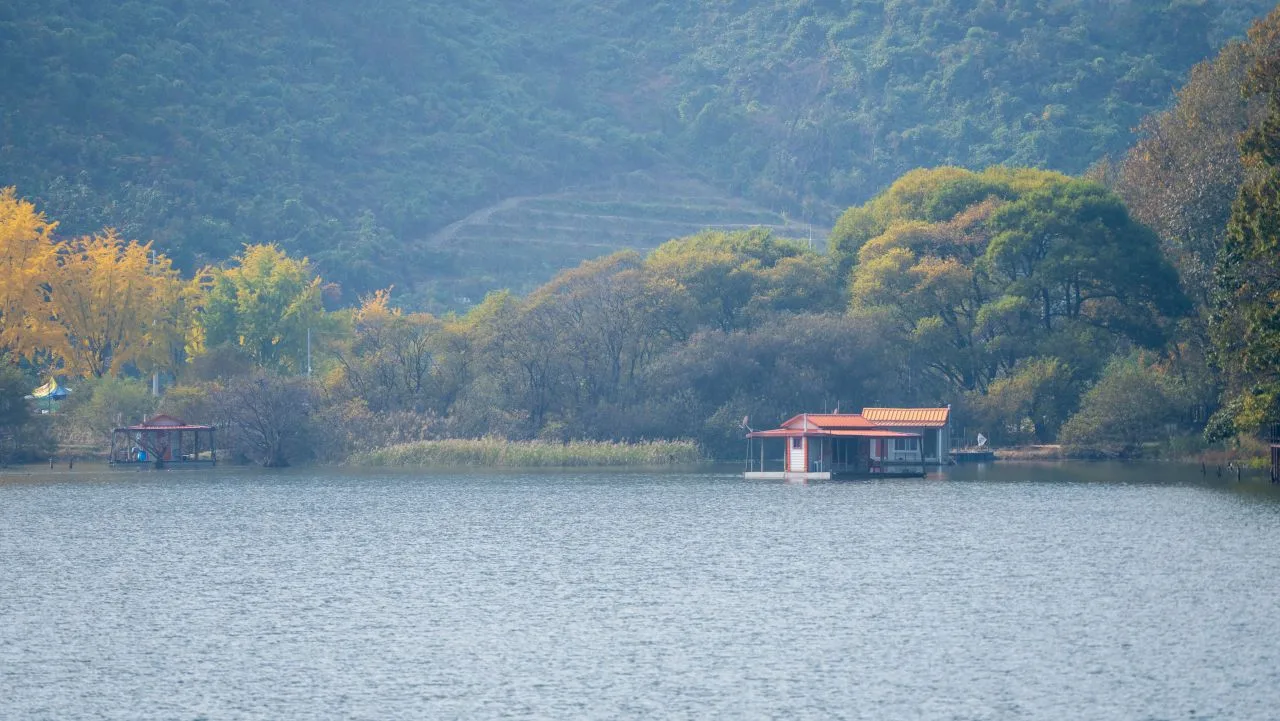 문광저수지 은행나무길 단풍 사진, 물들기 시작, 은행나무길 · 저수지 둘레