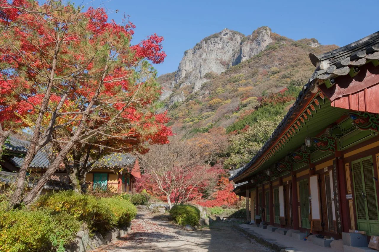 내장산 백양사 입구 단풍 사진, 많이 물듦, 백양사 · 쌍계루 길