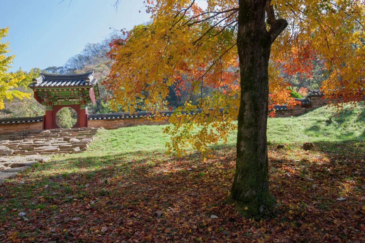 내장산 백양사 입구 단풍 사진, 많이 물듦
