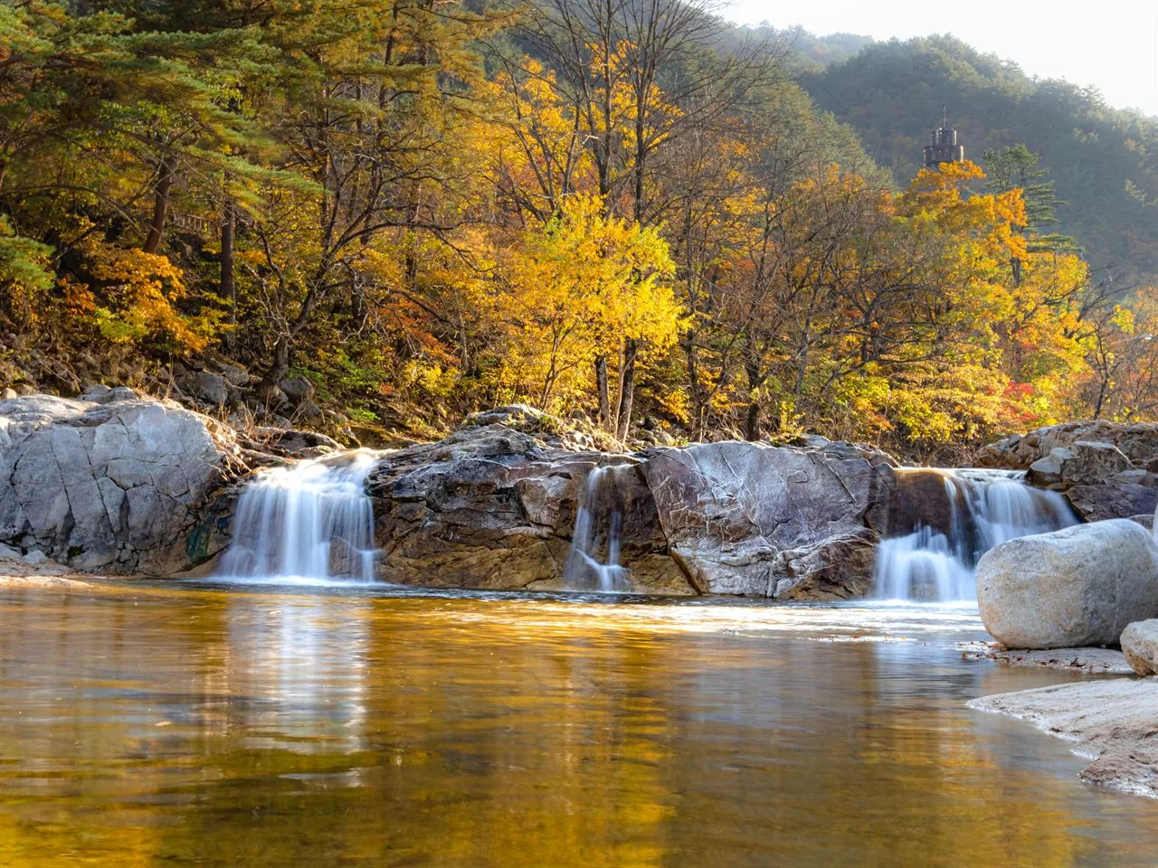 오대산 월정사 전나무숲 단풍 사진, 많이 물듦