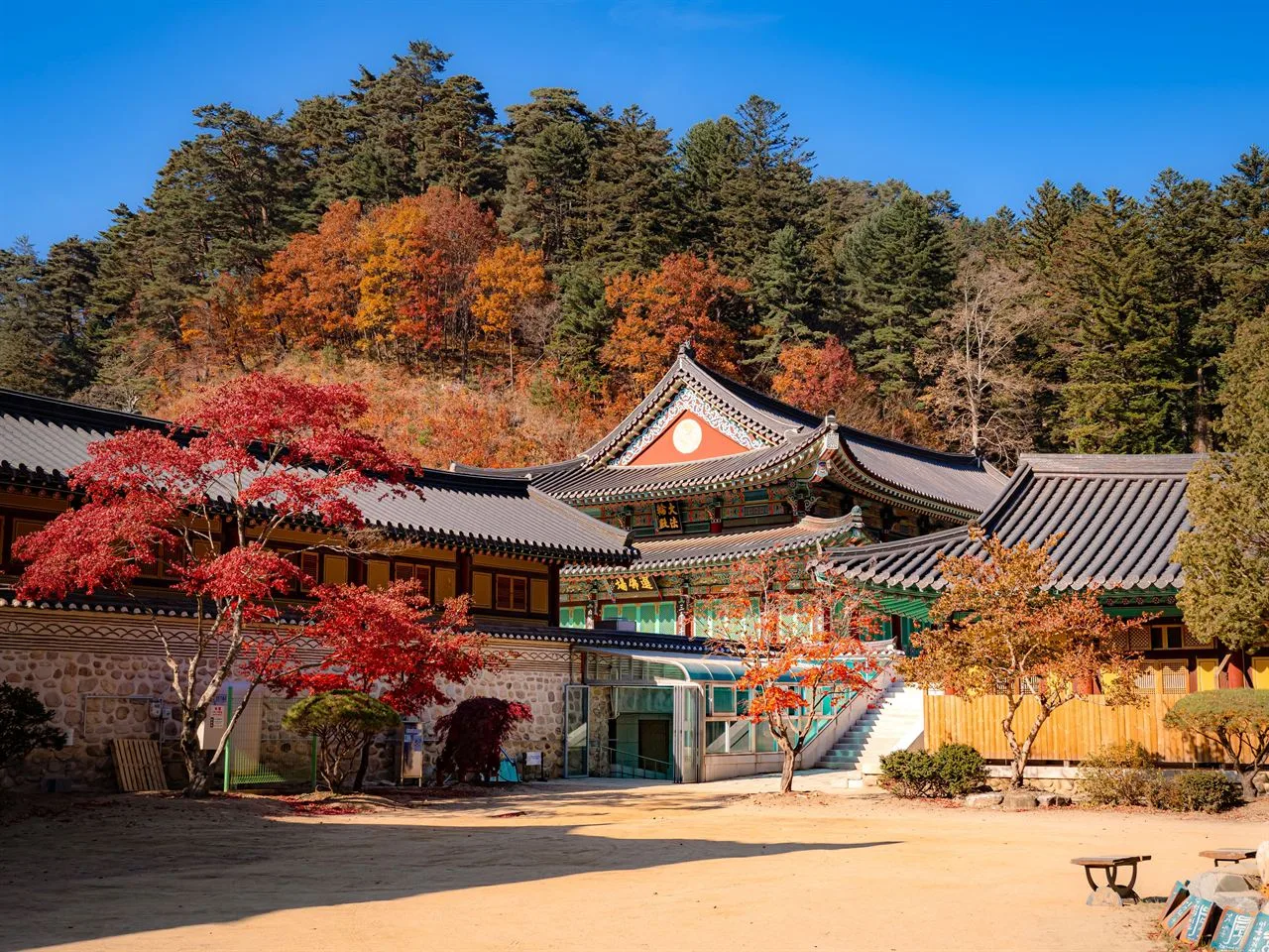 오대산 월정사 전나무숲 단풍 사진, 많이 물듦