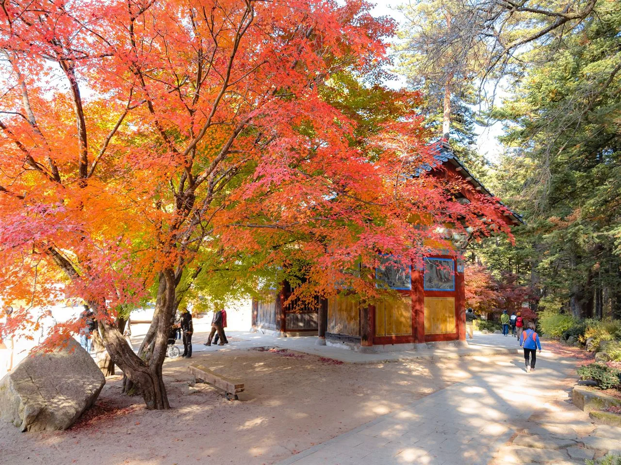 오대산 월정사 전나무숲 단풍 사진, 많이 물듦