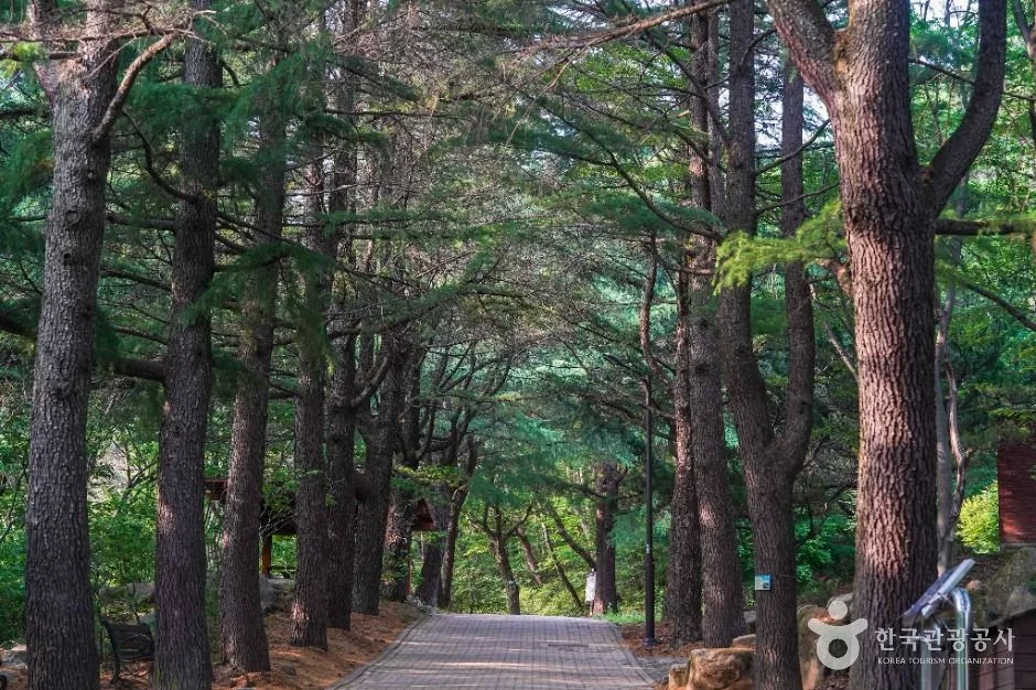 팔공산 동화사 입구 단풍 사진, 아직 초록