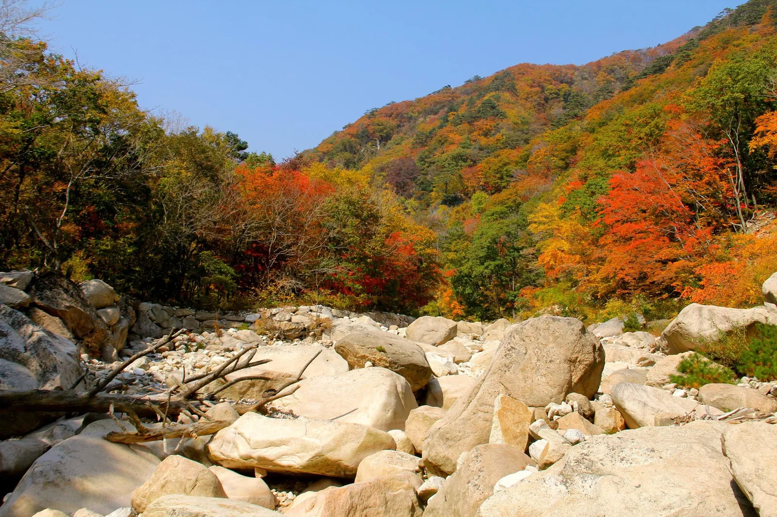 설악산 소공원 단풍 사진, 많이 물듦