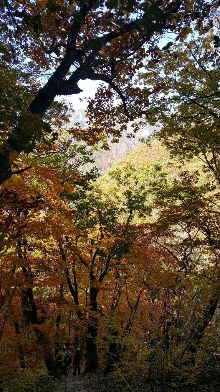 설악산 소공원 단풍 사진, 많이 물듦