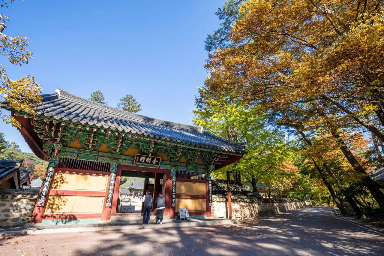 속리산 법주사 입구 단풍 사진, 많이 물듦, 오리숲 · 법주사 길