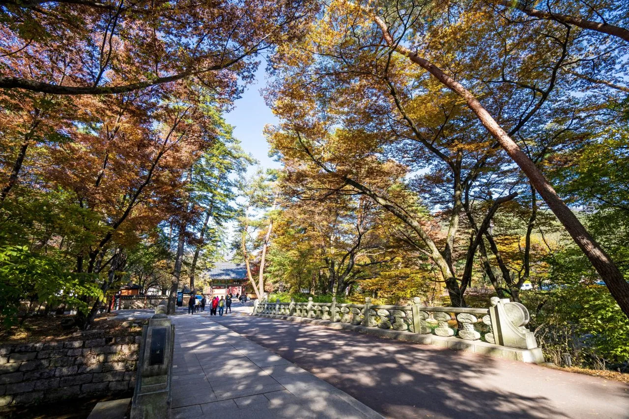 속리산 법주사 입구 단풍 사진, 많이 물듦, 오리숲 · 법주사 길