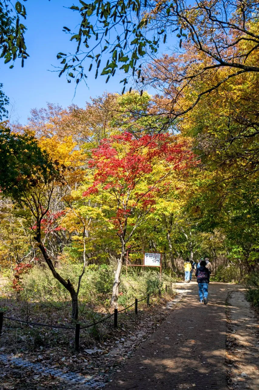속리산 법주사 입구 단풍 사진, 많이 물듦