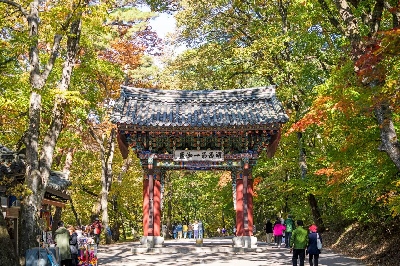 속리산 법주사 입구 단풍 사진, 물들기 시작, 오리숲 · 법주사 길