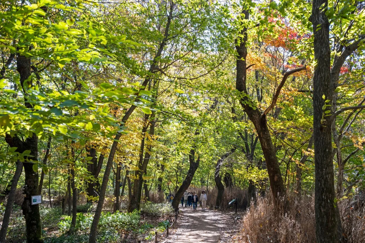 속리산 법주사 입구 단풍 사진, 물들기 시작
