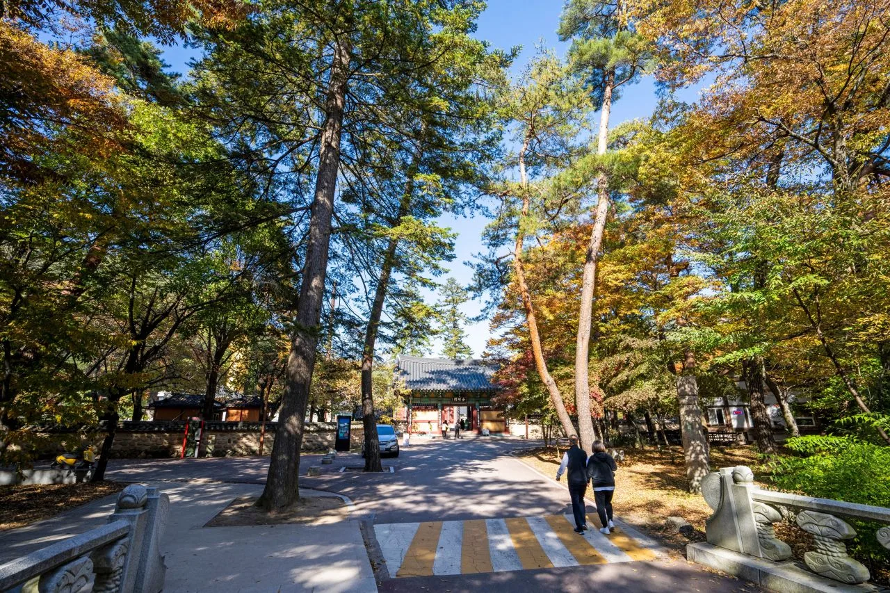 속리산 법주사 입구 단풍 사진, 물들기 시작, 오리숲 · 법주사 길