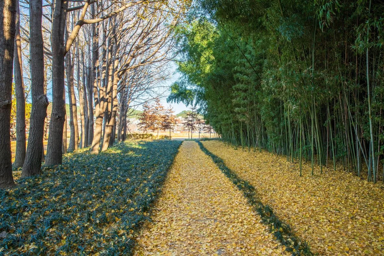 태화강 국가정원 단풍 사진, 낙엽 많음, 십리대숲 · 은하수길